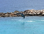 dolphins